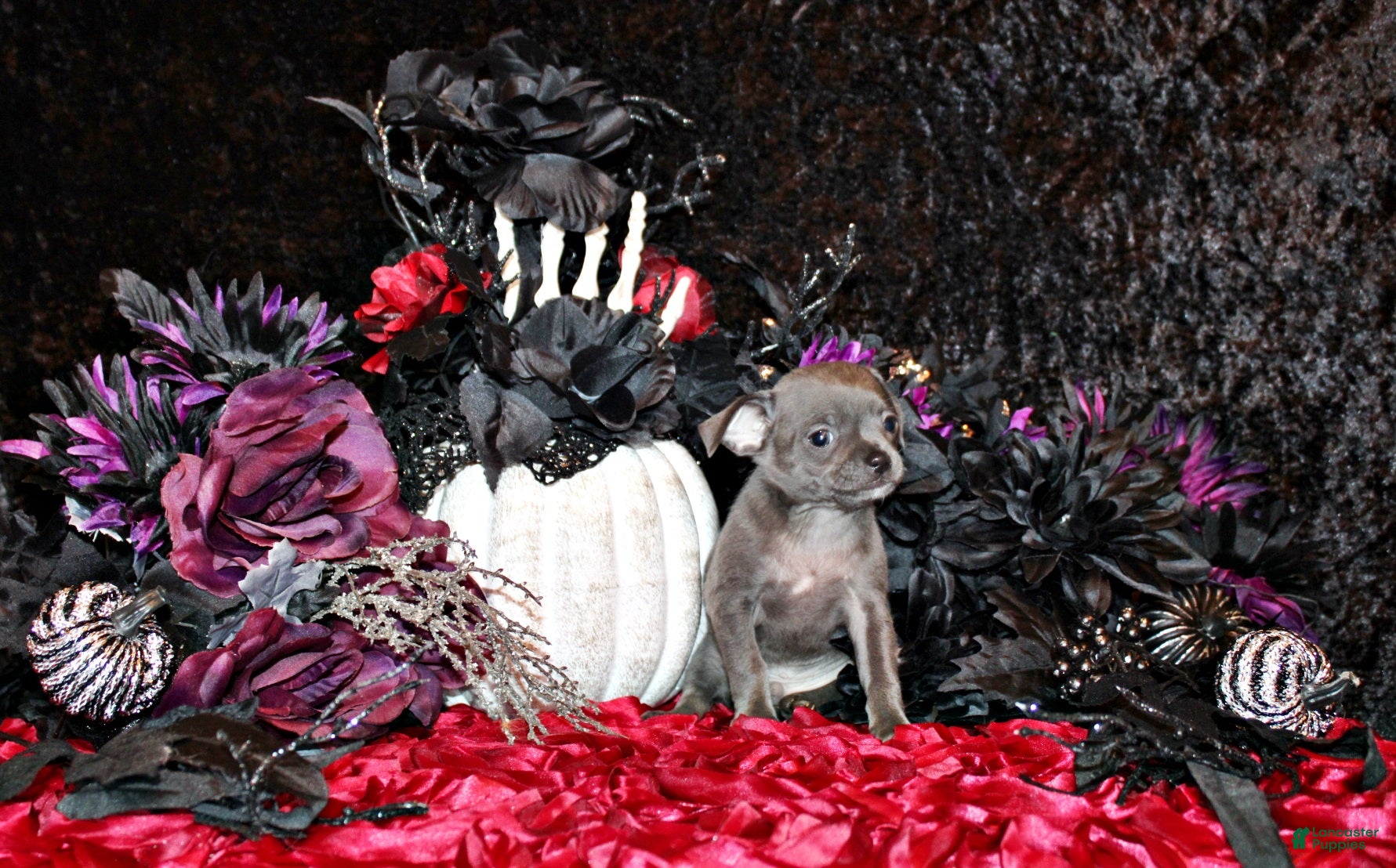 Chihuahua dogs for sale: Artemis - Ad 1