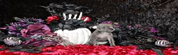 Chihuahua dogs for sale: Artemis - Ad 1