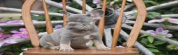 French Bulldog dogs for sale: Zara - Ad 4