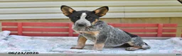 Australian Cattle Dog dogs for sale: Rover - Ad 4