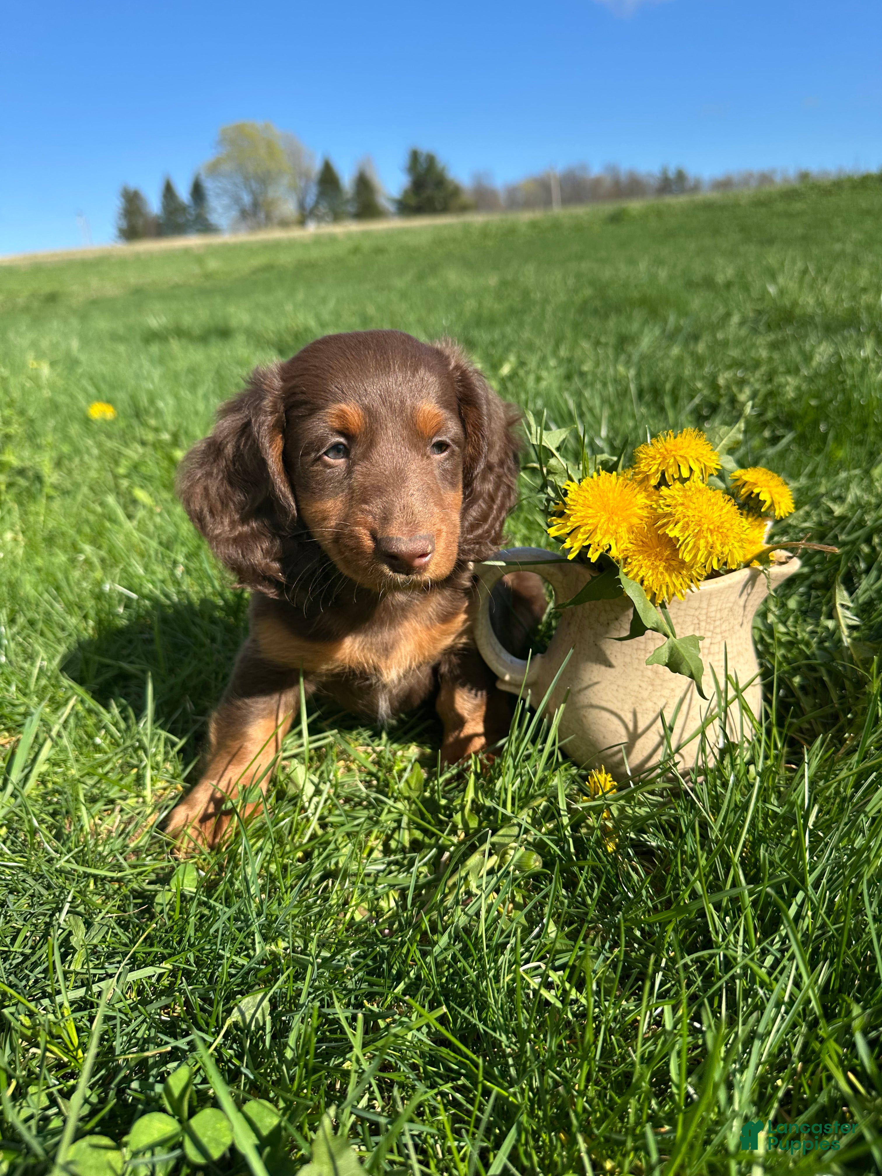 Miniature Dachshund dogs Brutus  - Ad 2