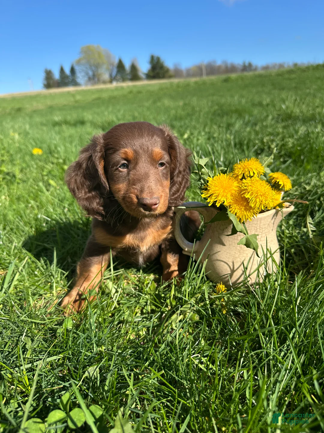 Miniature Dachshund dogs for sale: Brutus  - Ad 2