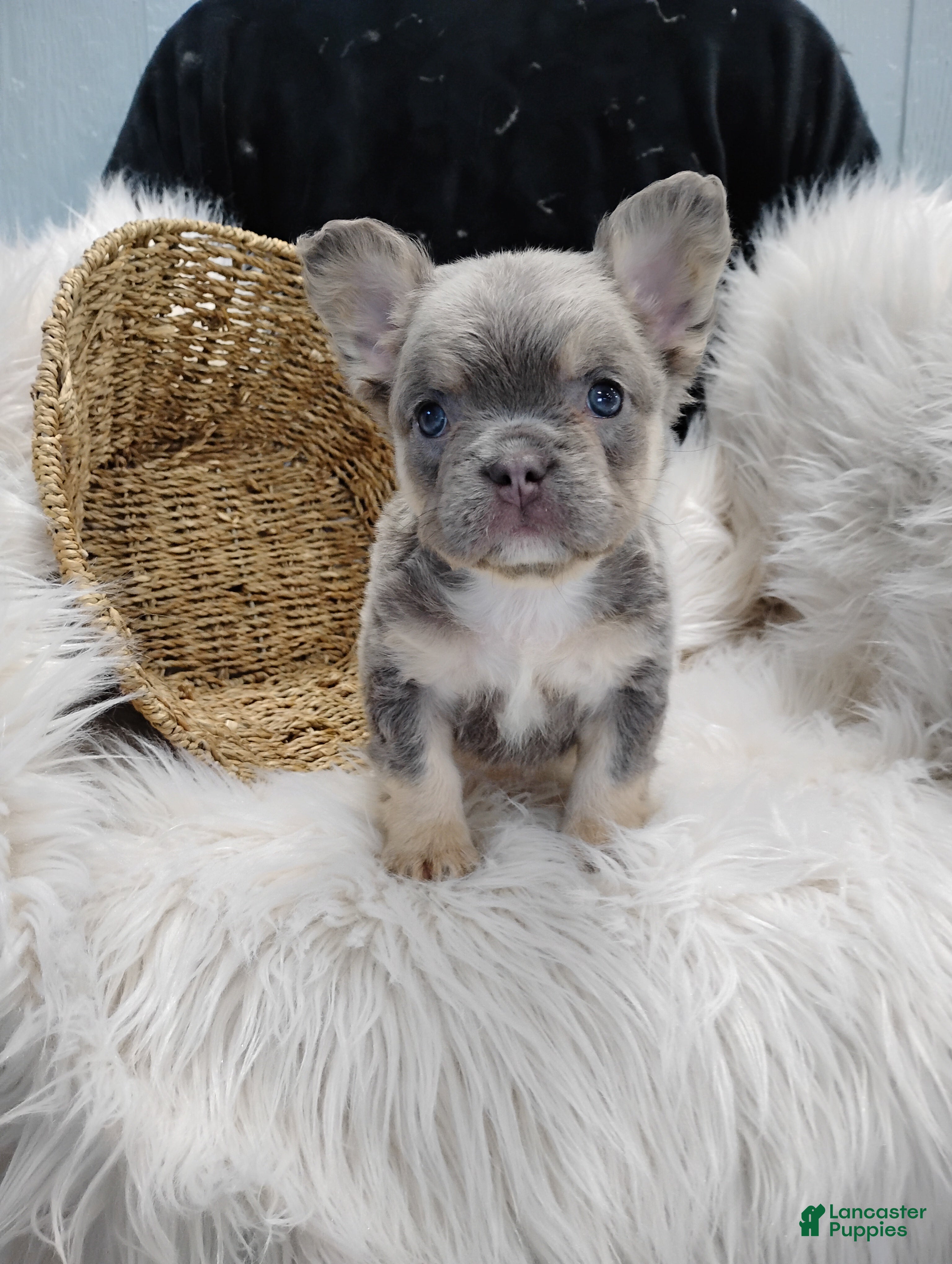 French Bulldog dogs Esme - Ad 2