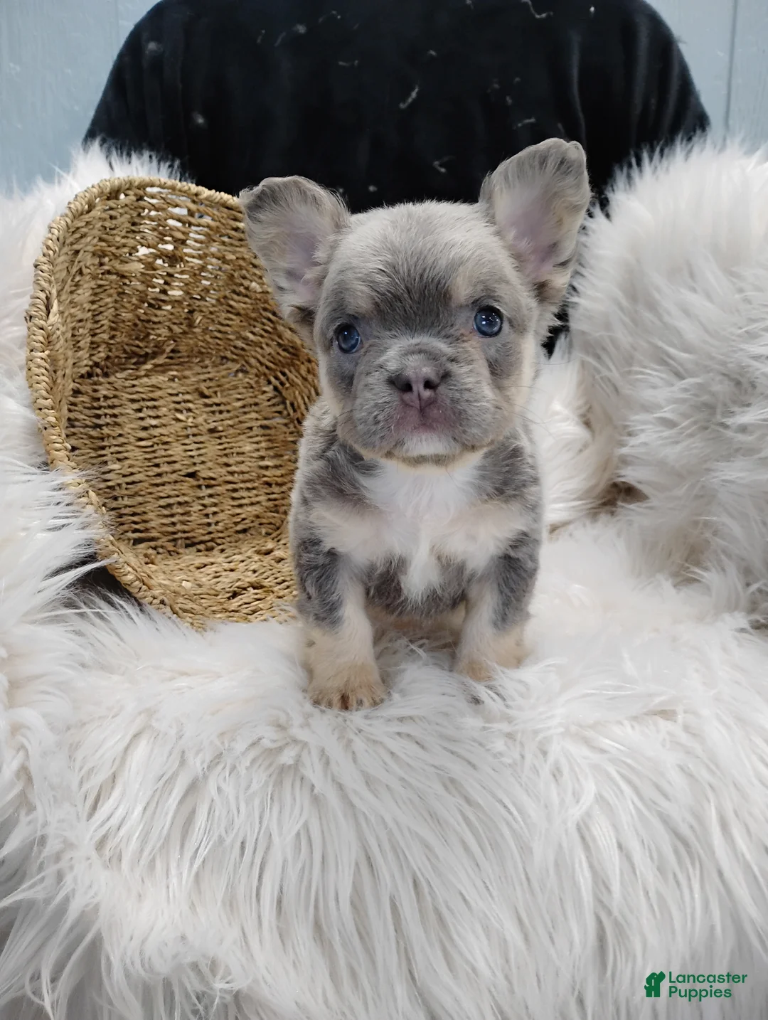 French Bulldog dogs for sale: Esme - Ad 2