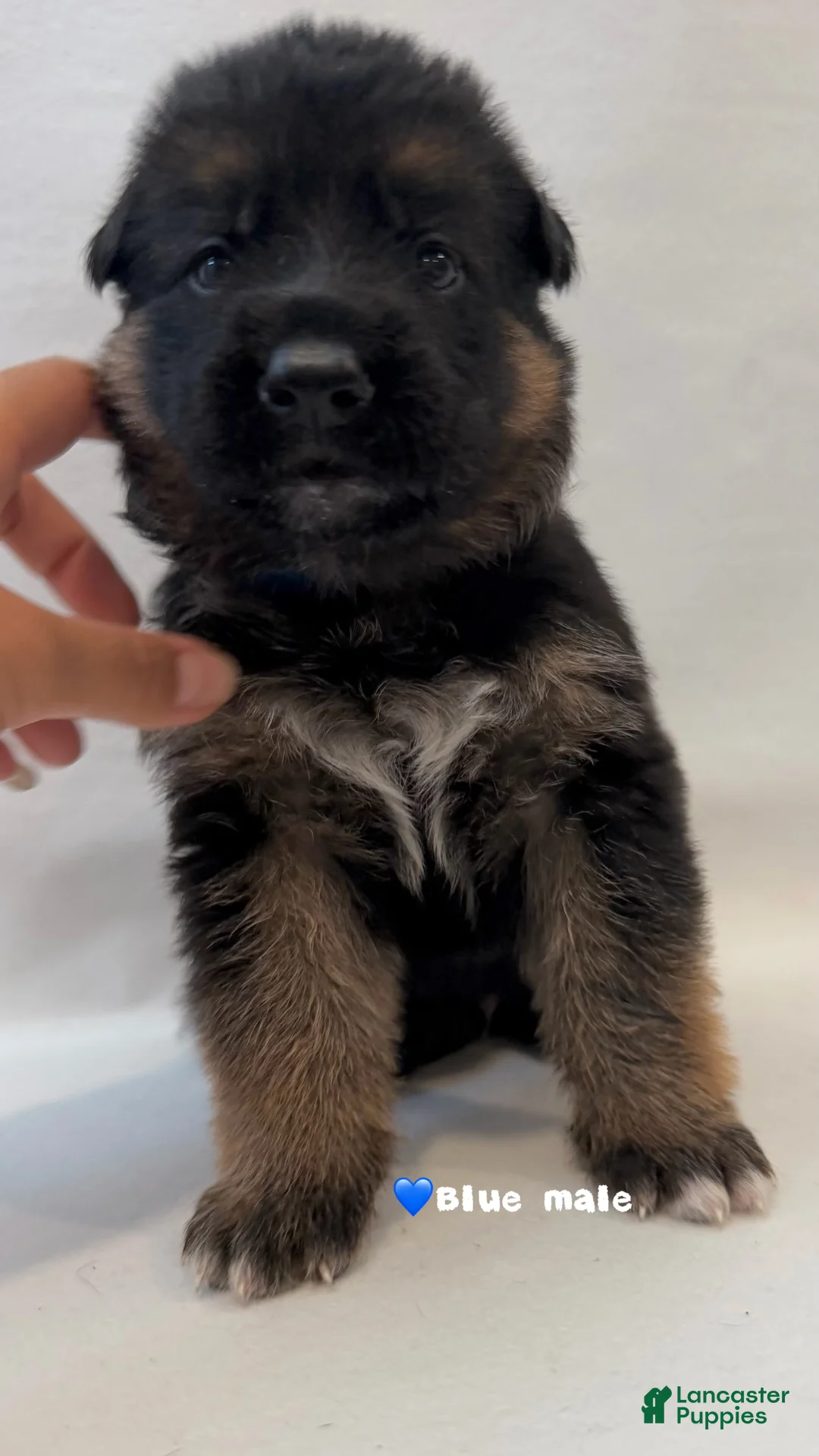 German Shepherd dogs for sale: blue - Ad 2
