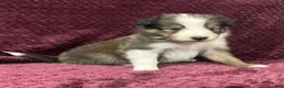 Shetland Sheepdog dogs for sale: Finn - Ad 11