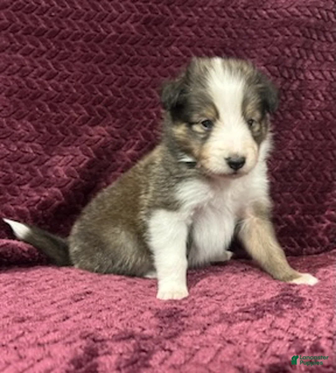 Shetland Sheepdog dogs for sale: Finn - Ad 11