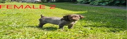 German Shorthaired Pointer dogs for sale: March - Ad 2