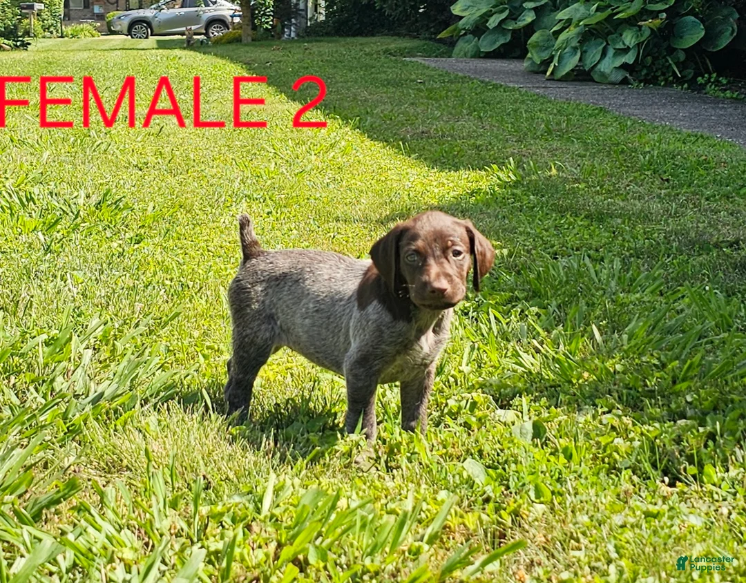 German Shorthaired Pointer dogs for sale: March - Ad 2