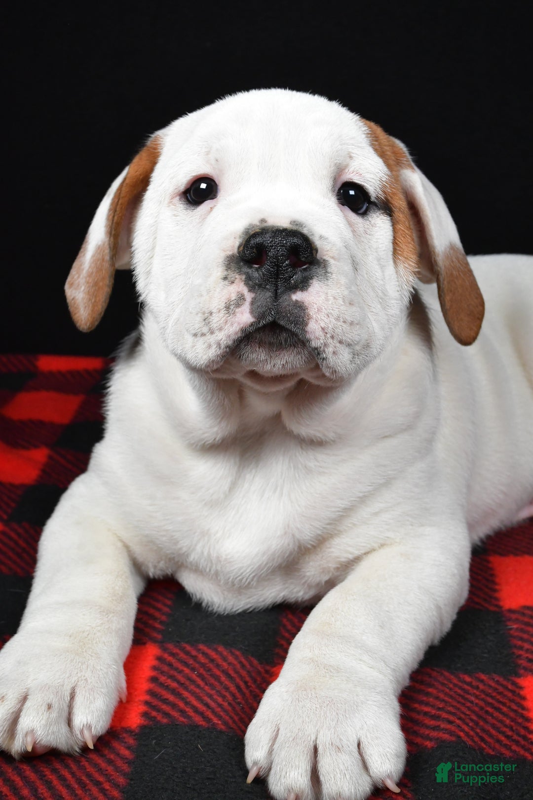 Beabull dogs for sale: Romeo - Ad 7