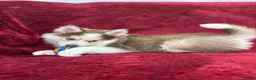 Pomsky dogs for sale: Mocha - Ad 6