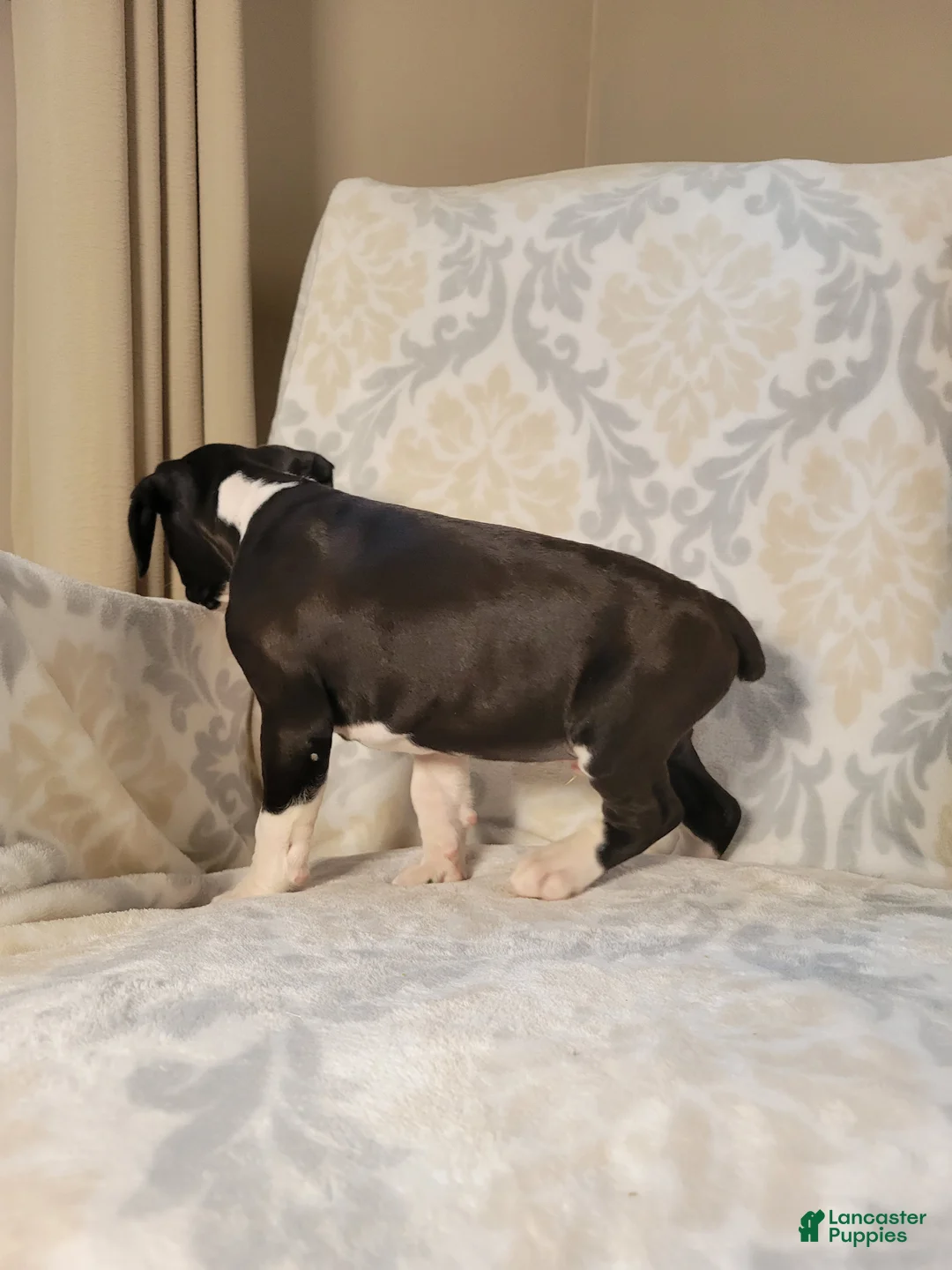 Boxer dogs for sale: Oliver - Ad 2