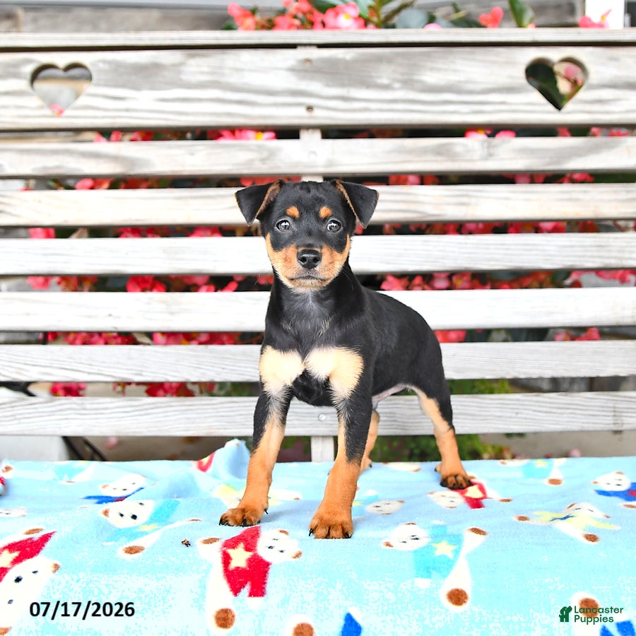 Miniature Pinscher dogs Jack  - Ad 1