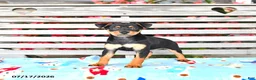 Miniature Pinscher dogs for sale: Jack  - Ad 1