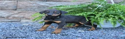 Doberman Pinscher dogs for sale: Polly - Ad 2