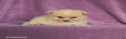 Pomeranian dogs for sale: Charlie - Ad 4