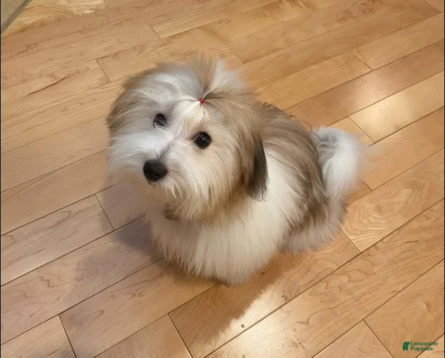 Gallery Image {{count}}