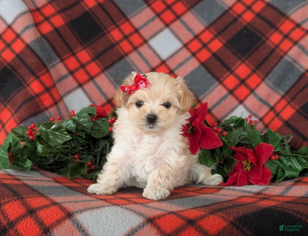 Maltipoo dogs for sale: Chloe 7 lbs Full Grown - Ad 5