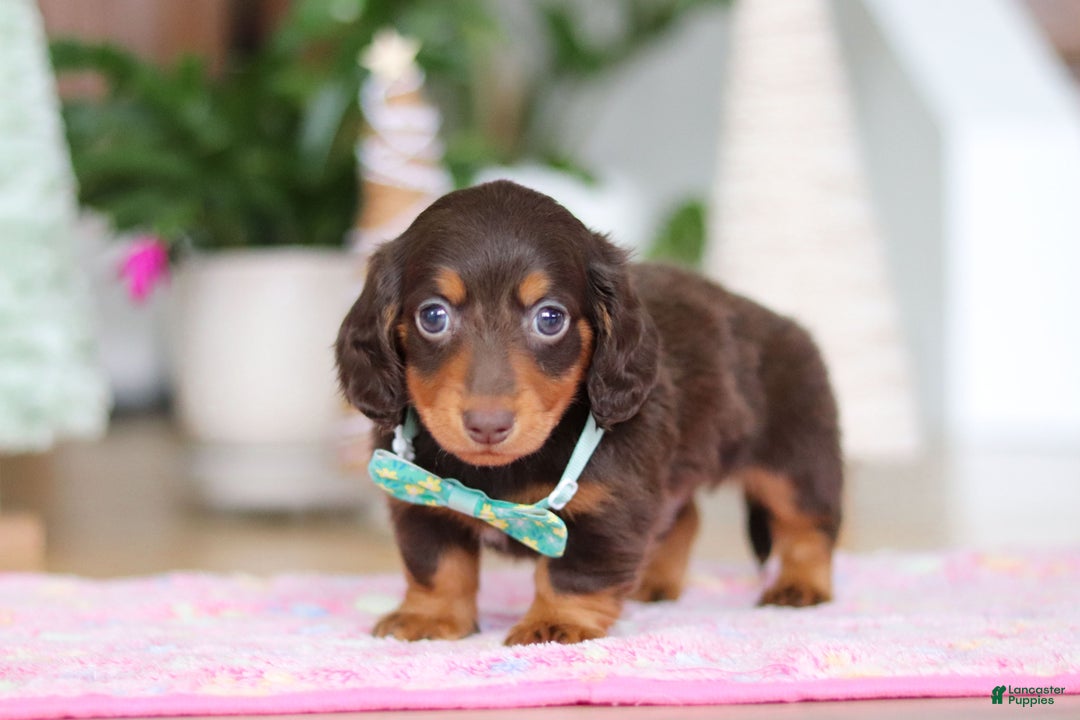 Miniature Dachshund dogs for sale: Robin - Ad 4
