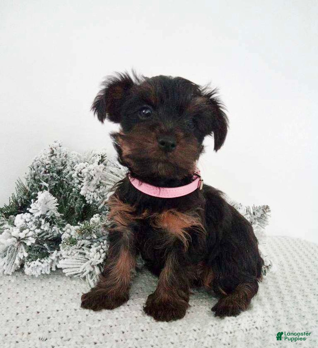 Yorkshire Terrier dogs for sale: Jana - Ad 2