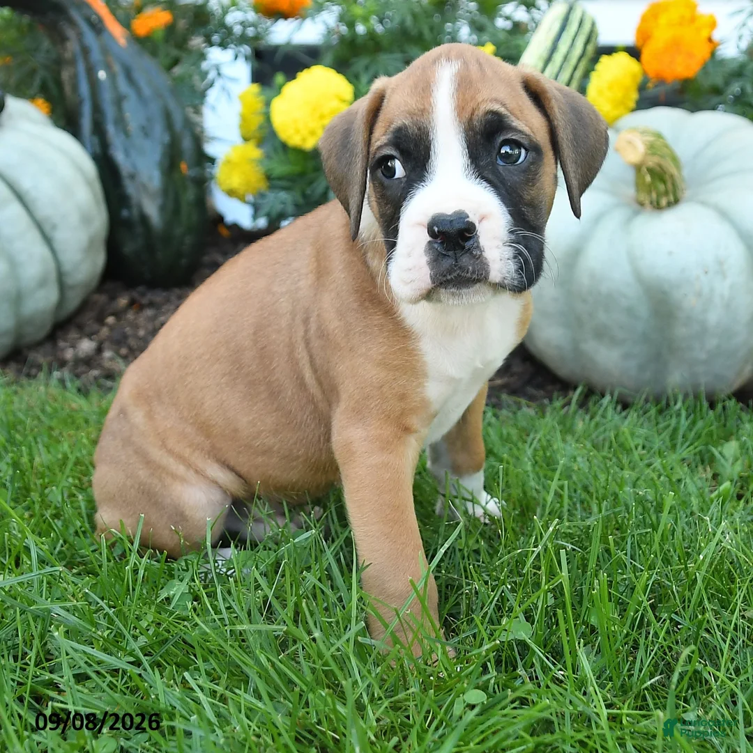 Boxer dogs for sale: Leo - Ad 3