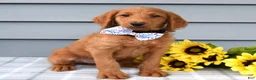 Labradoodle dogs for sale: Cooper  - Ad 5
