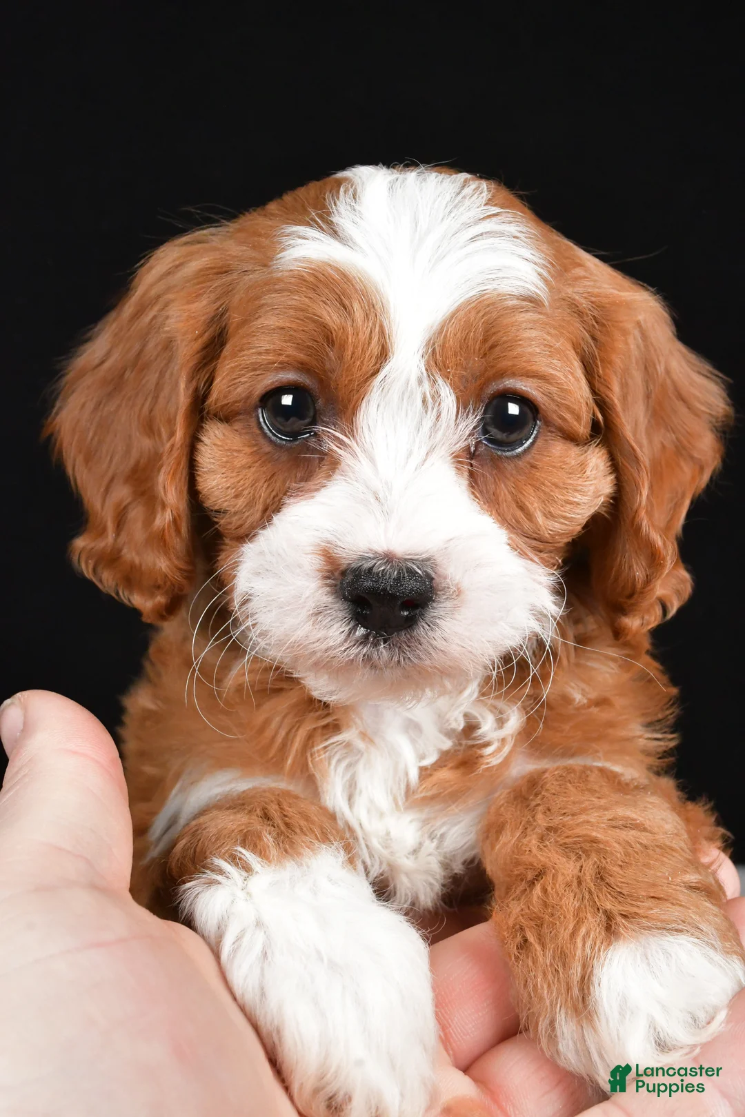 Cavapoo dogs for sale: Kenny - Ad 2