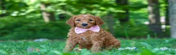 Goldendoodle dogs for sale: Hailey - Ad 5