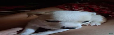 Tea cup chihuahua puppy. 
