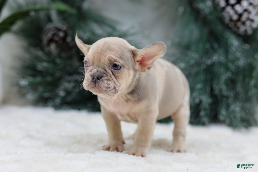 French Bulldog dogs for sale: Fargo - Ad 4