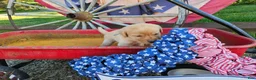 Labrador Retriever dogs for sale: Blue - Ad 1