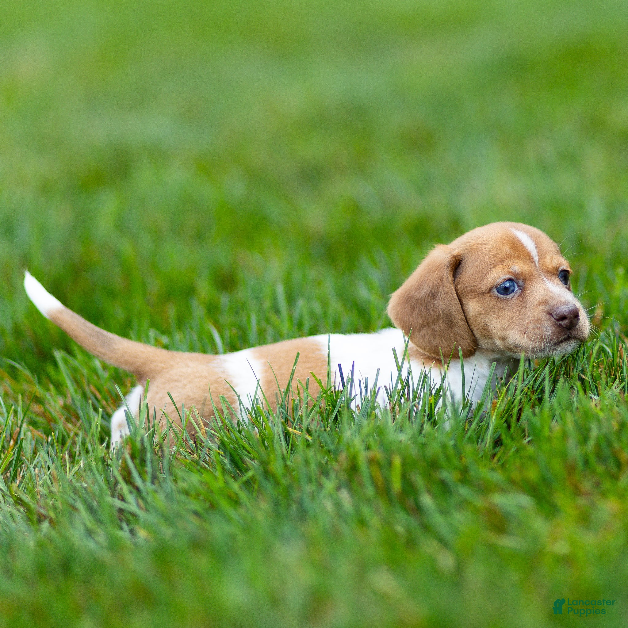Miniature Dachshund dogs Missy Miniature Dachshund  - Ad 2