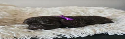 Portuguese Water Dog dogs for sale: Hershey - Ad 2