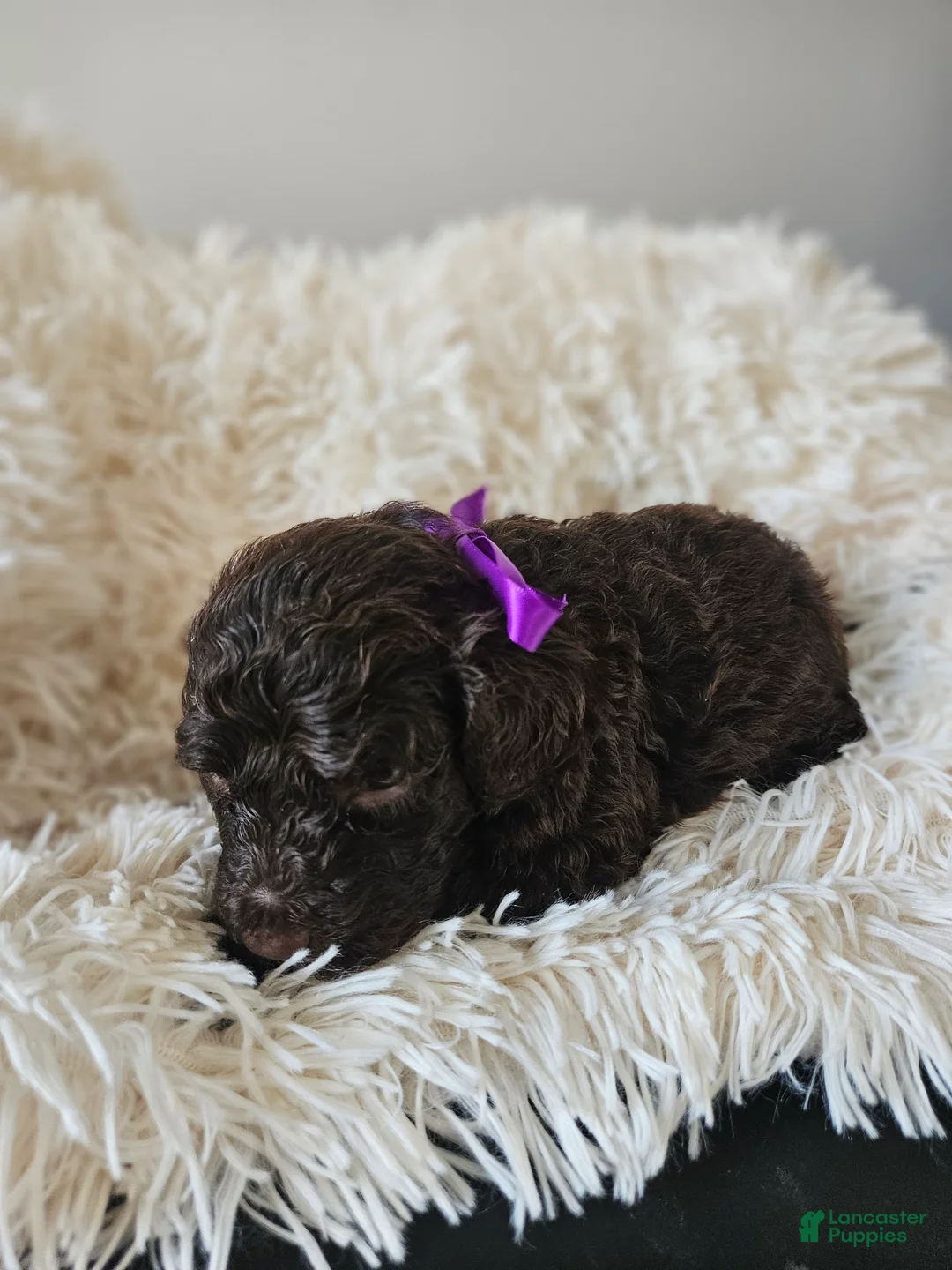 Portuguese Water Dog dogs for sale: Hershey - Ad 2