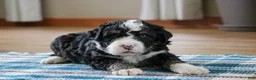 Mini Bernedoodle dogs for sale: Parker - Ad 5