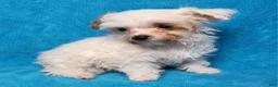 Yorkiepoo dogs for sale: August Blizzard - Ad 5