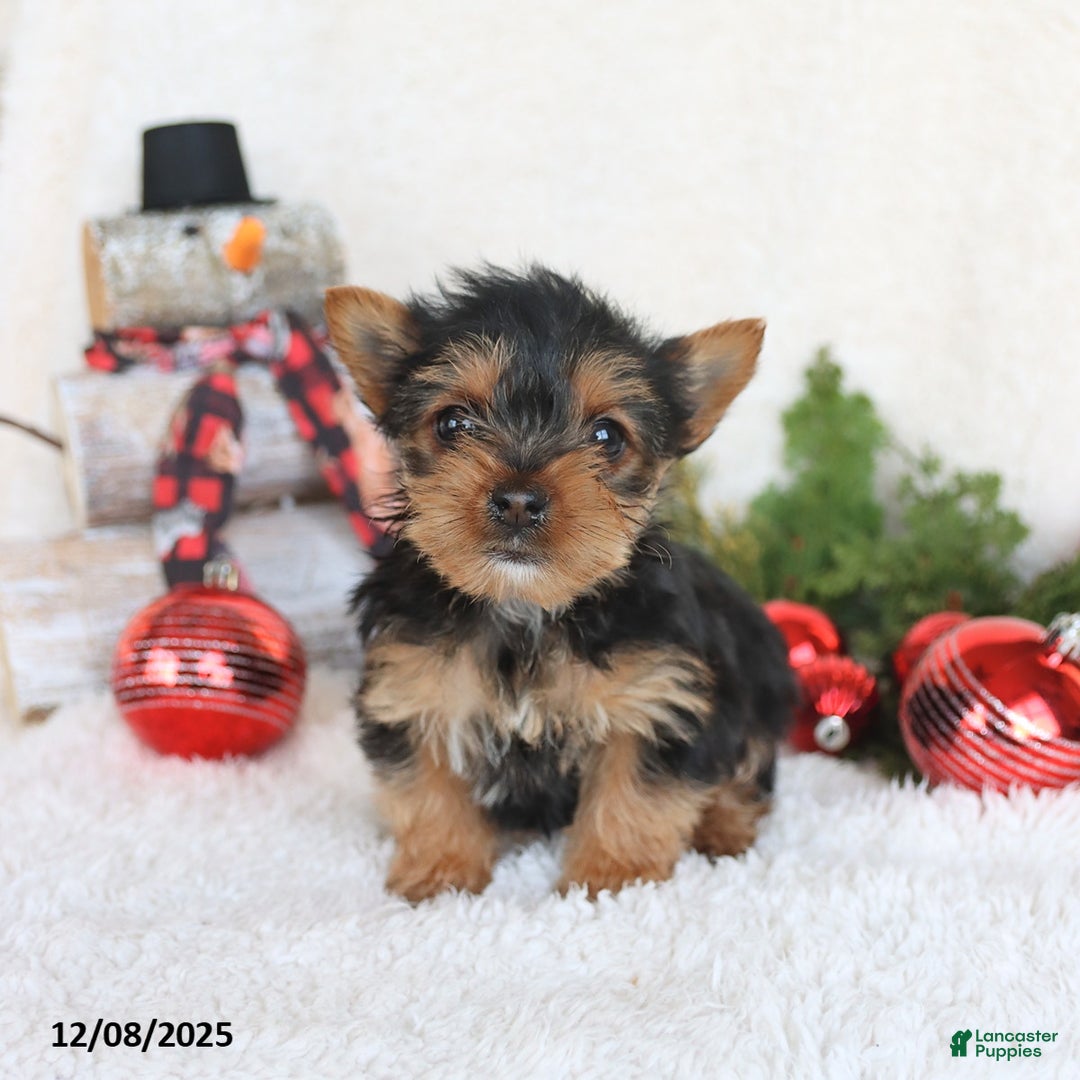 Yorkshire Terrier dogs for sale: Cookie - Ad 3