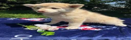 Pomsky dogs for sale: Hazel - Ad 3