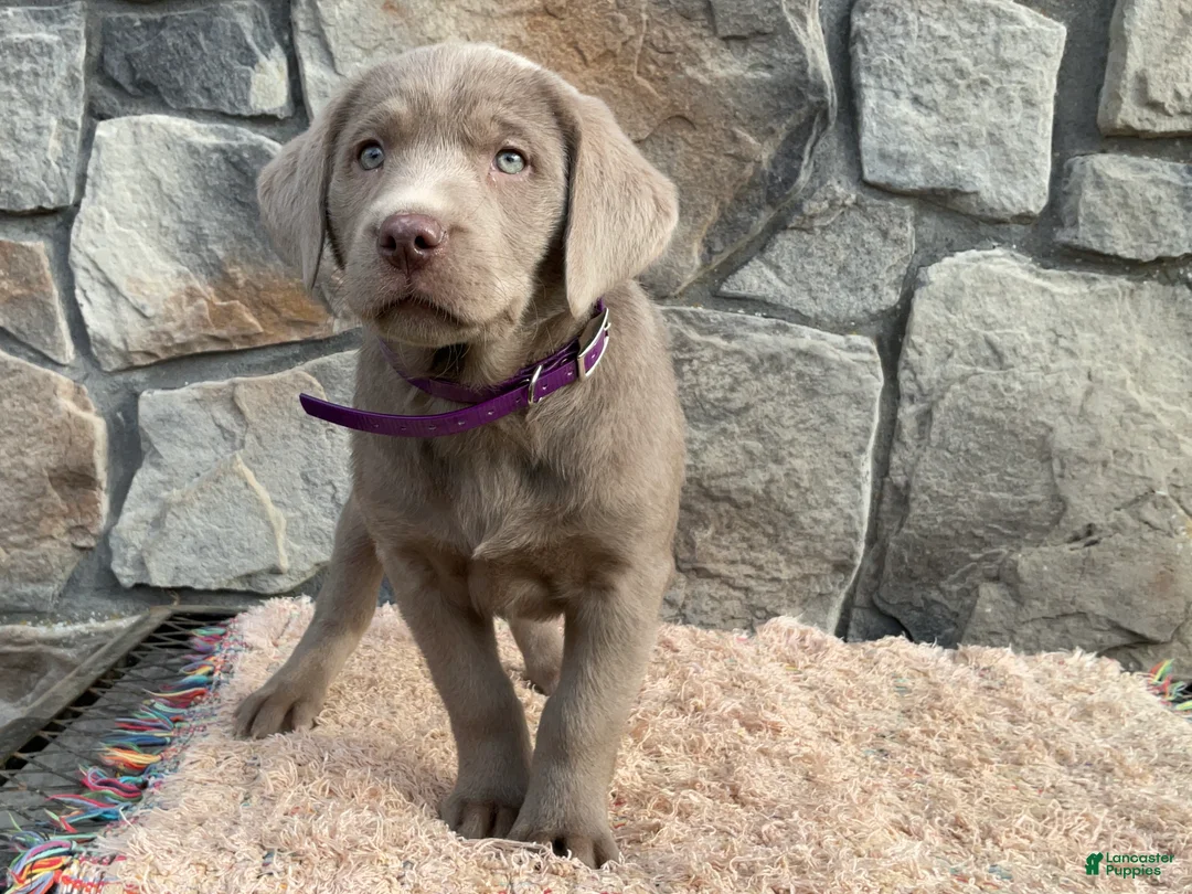 Labrador Retriever dogs for sale: Shadow  - Ad 1
