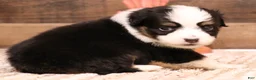 Toy Australian Shepherd dogs for sale: Rudy - Ad 3
