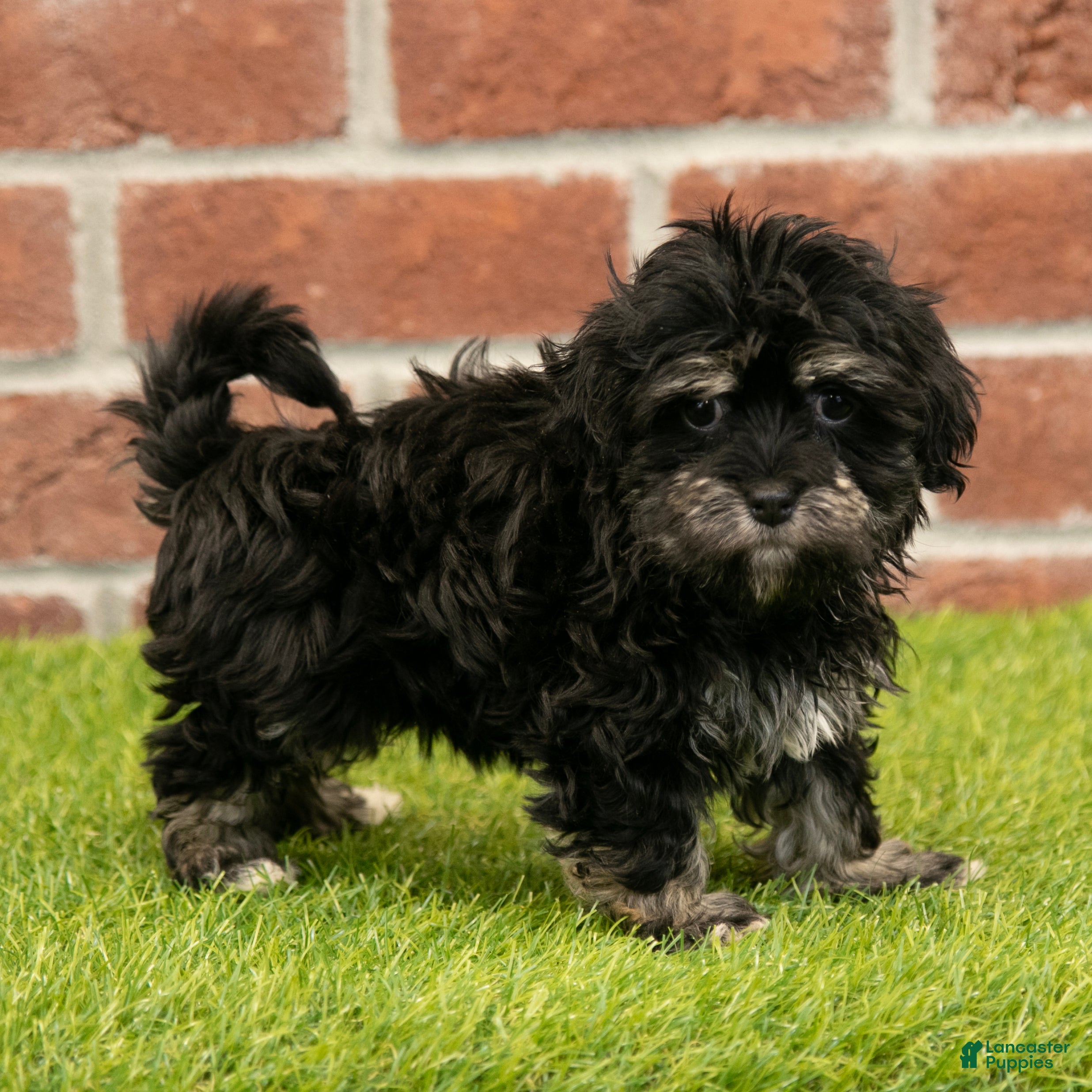 Havanese dogs Sally - Ad 1