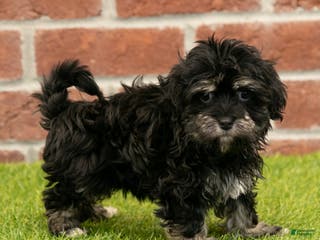Havanese dogs Sally - Ad 3