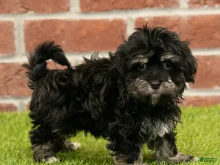 Havanese dogs Sally - Ad 26