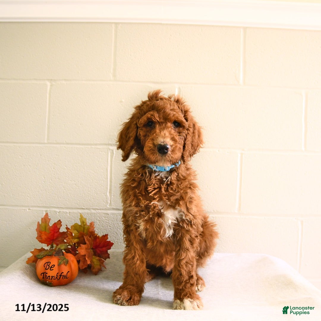 Standard Poodle dogs for sale: Max  - Ad 1