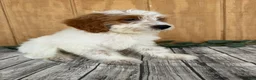 Mini Goldendoodle dogs for sale: Archie - Ad 20