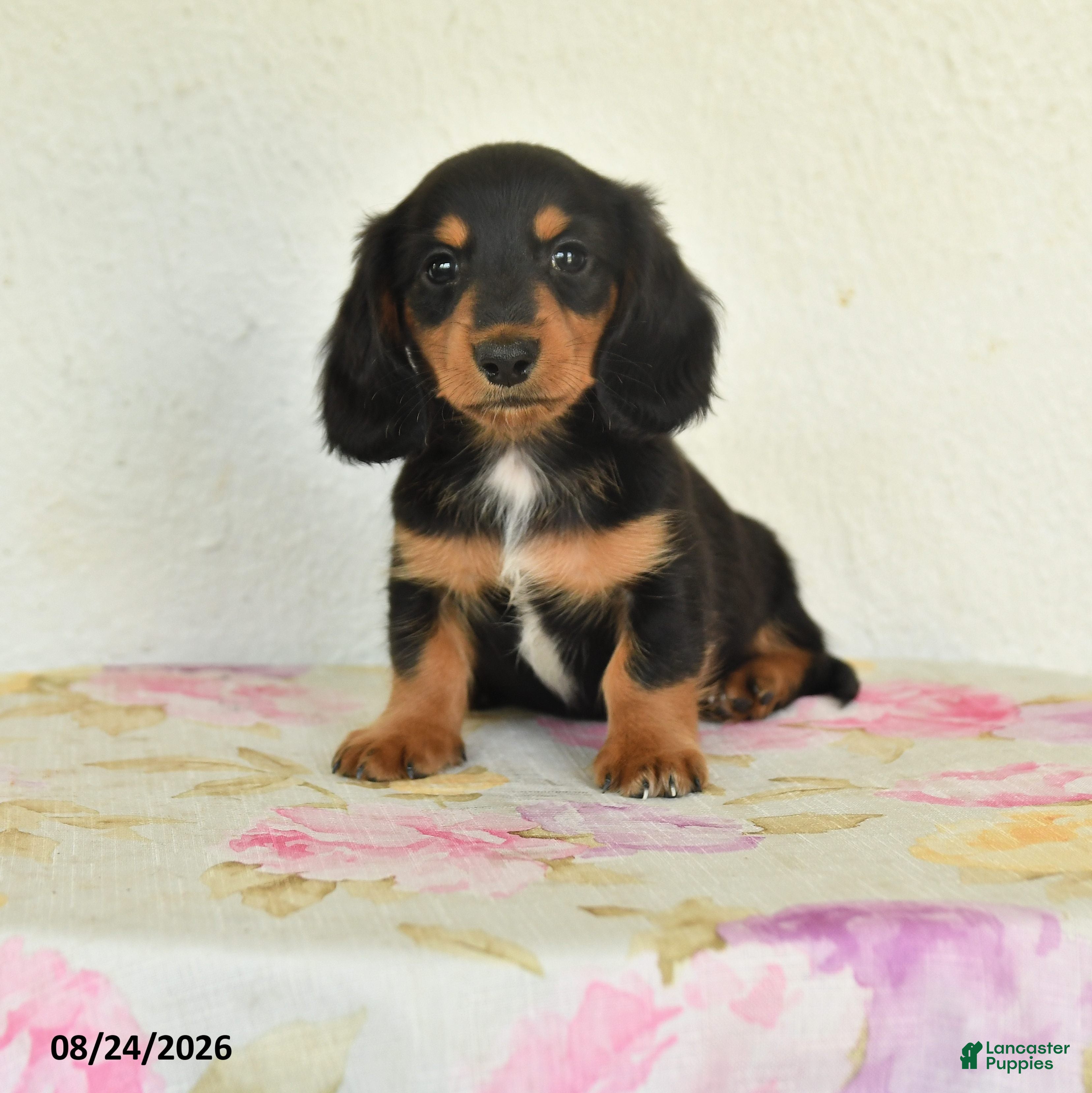 Miniature Dachshund dogs Leo - Ad 1