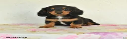 Miniature Dachshund dogs for sale: Leo - Ad 1