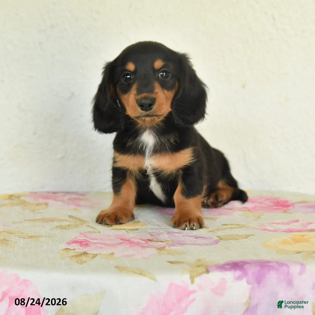 Miniature Dachshund dogs for sale: Leo - Ad 1