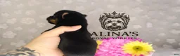 Yorkshire Terrier dogs for sale: Kristoff - Ad 5