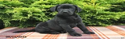Labrador Retriever dogs for sale: Kallie - Ad 3